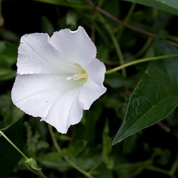 Calystegia sepium (hedge false bindweed)